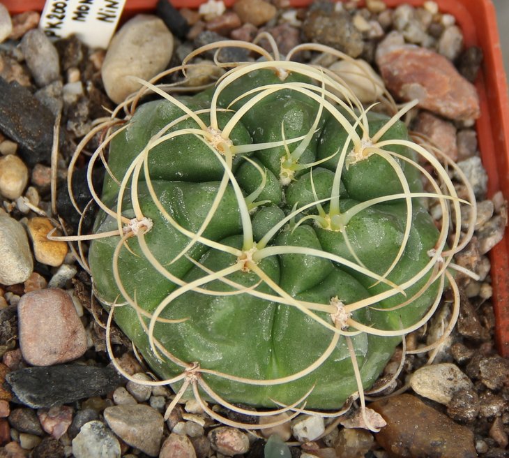 Gymnocalycium monvillei steineri LF095a Nina Paula