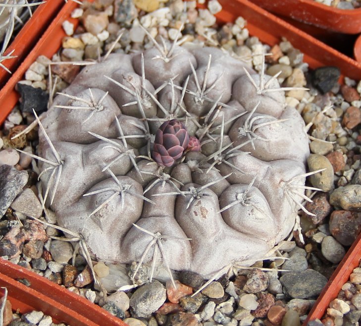 Gymnocalycium ferrari P136 отобранный