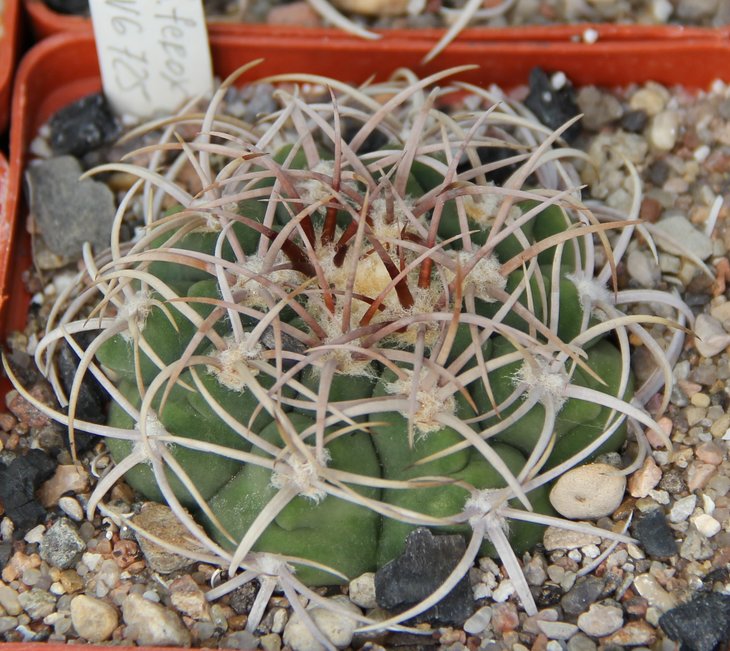 Gymnocalycium ferox VG725
