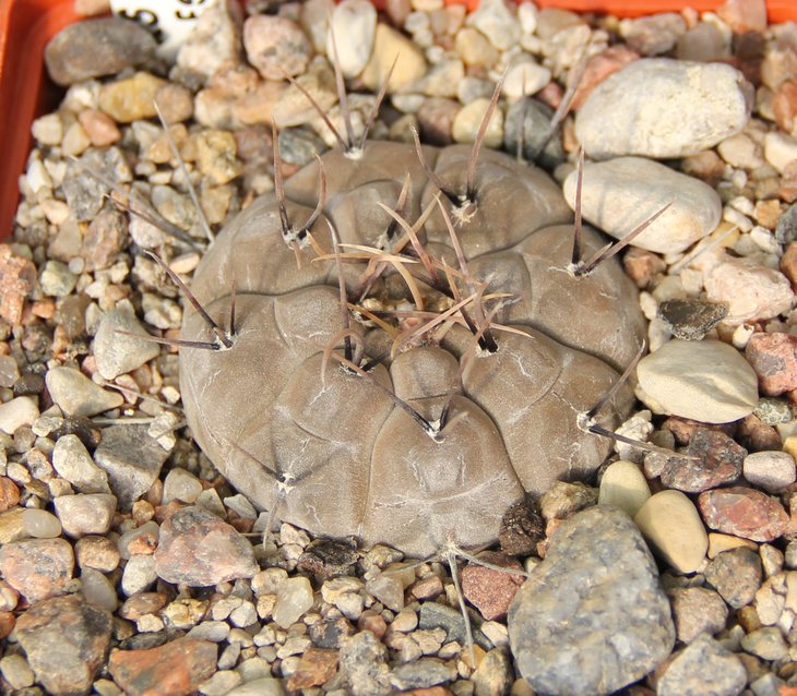 Gymnocalycium esperansae RS2248