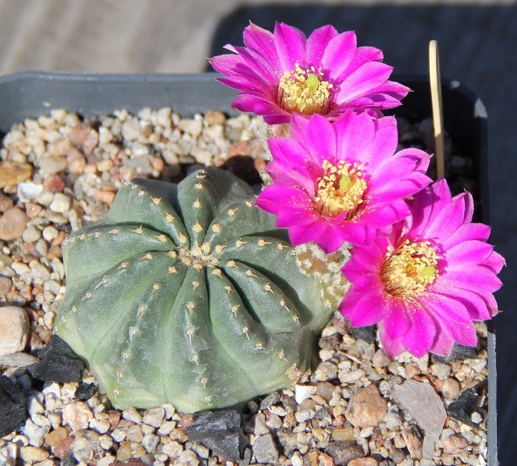 Echinocereus pulchelus