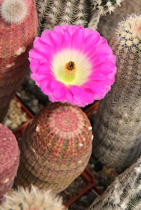 Echinocereus rigidissimus rubispinus L088