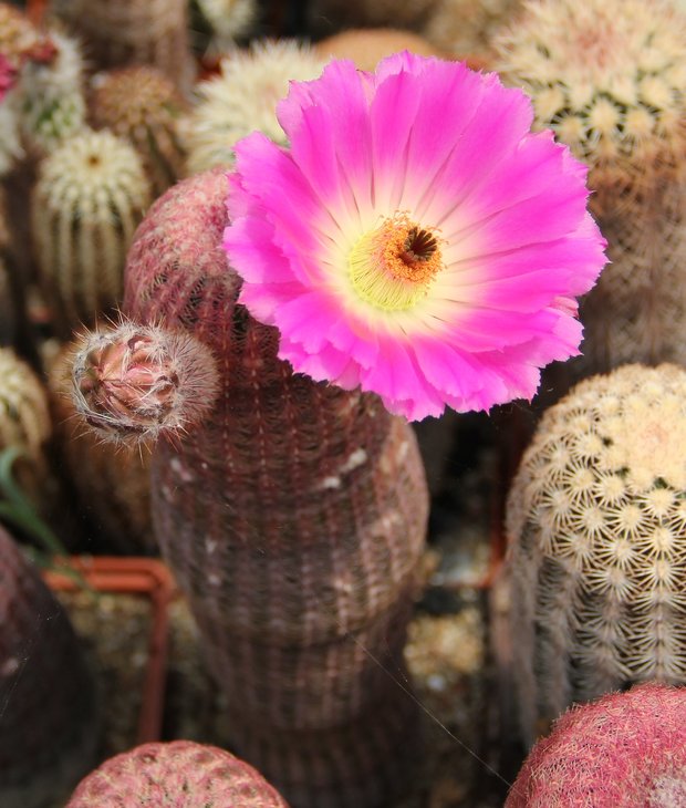 Echinocereus rigidissimus rubispinus L088