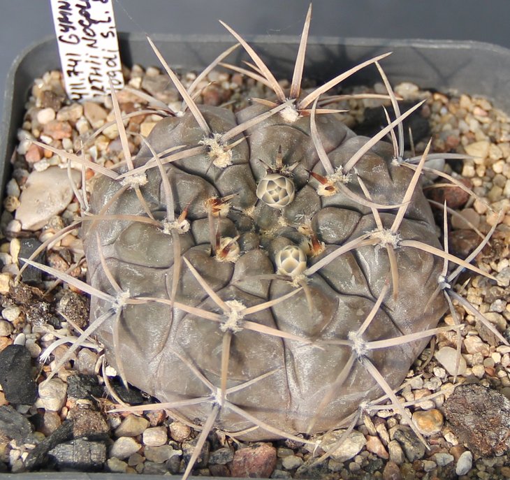 Gymnocalycium borthii nogolense VG410.1   KK411.741