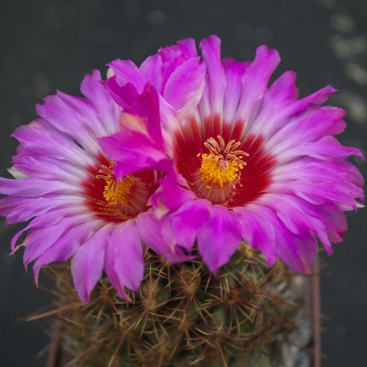 Thelocactus bicolor, Parras