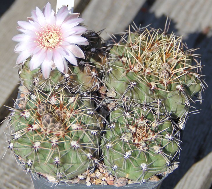 Gymnocalycium sp. B42