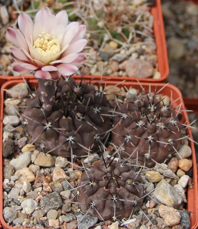 Gymnocalycium striglianum herminae WP0162-268