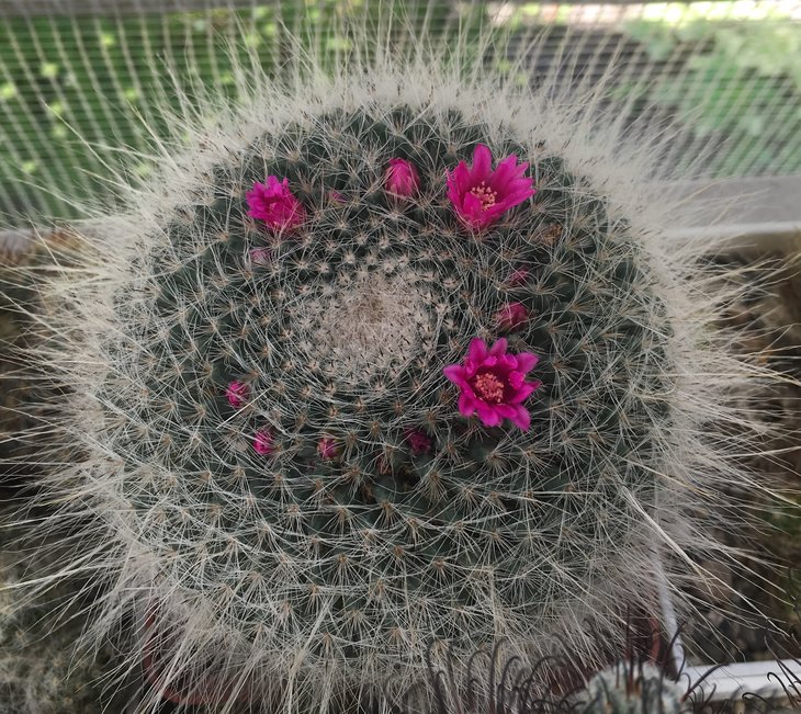Mammillaria hahniana
