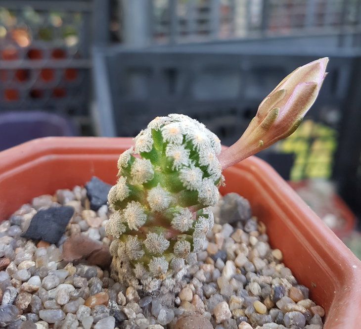 Mammillaria theresae