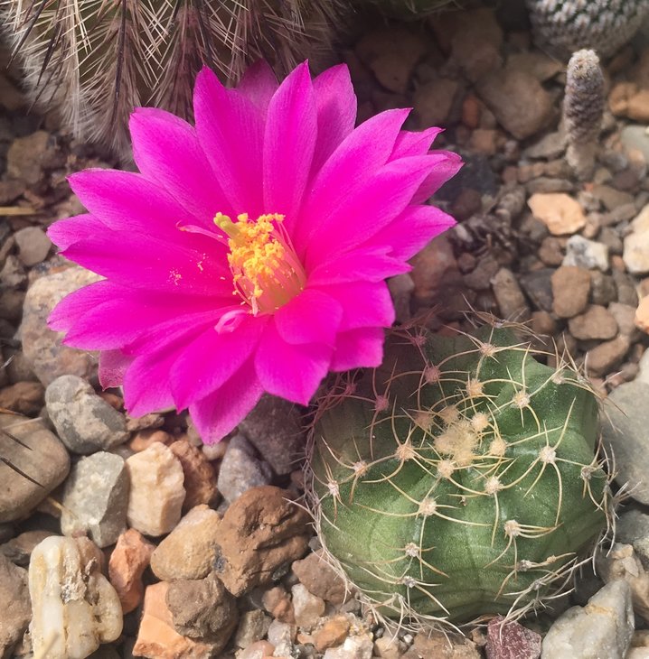 Echinocereus pulchellus v. acanthosetus