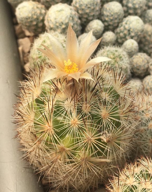 Escobaria roberti