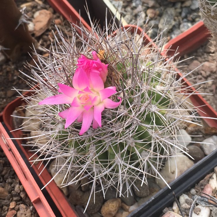 Neoporteria sp.