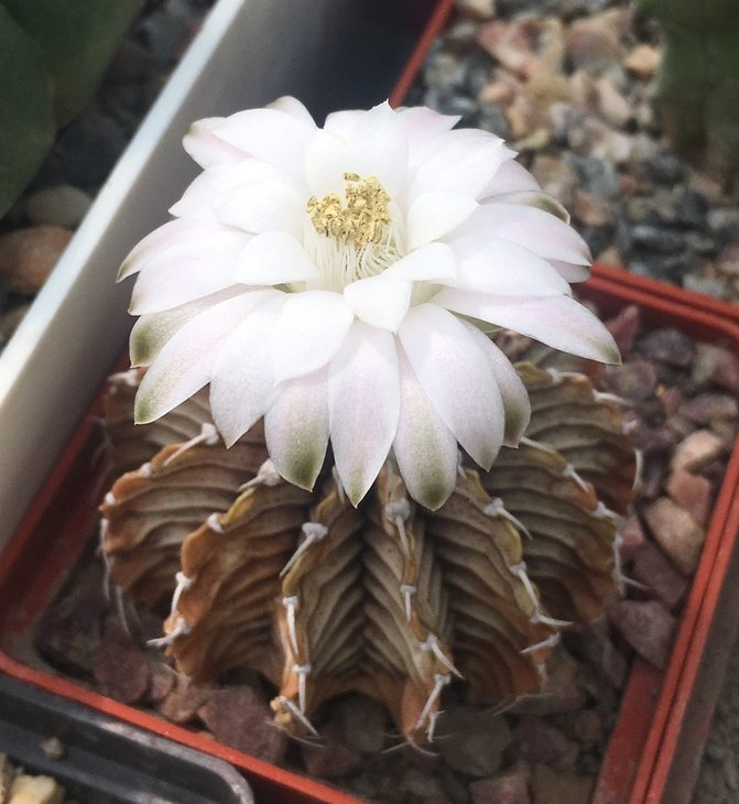 Gymnocalycium friedrichii LB 2178 AQUA DULCE