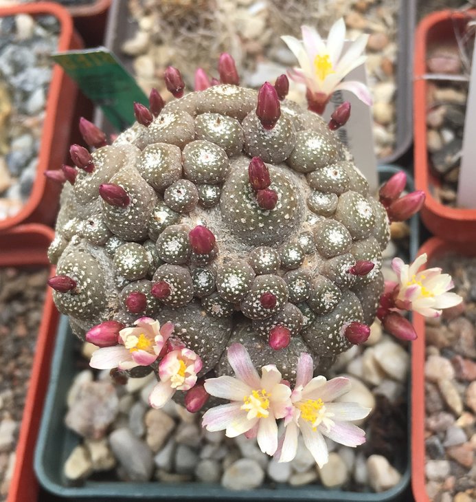 Blossfeldia minima