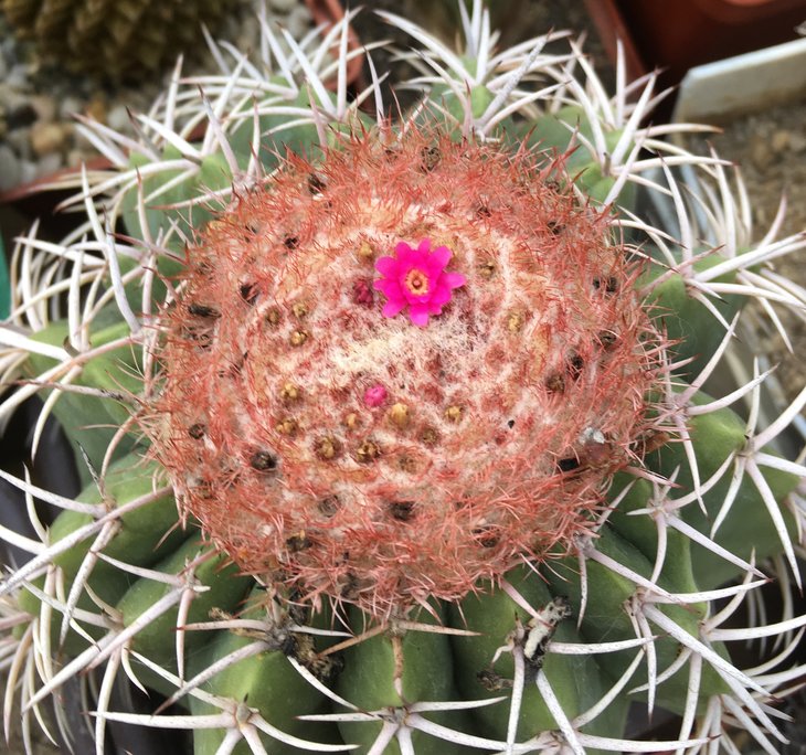 Melocactus matanzanus