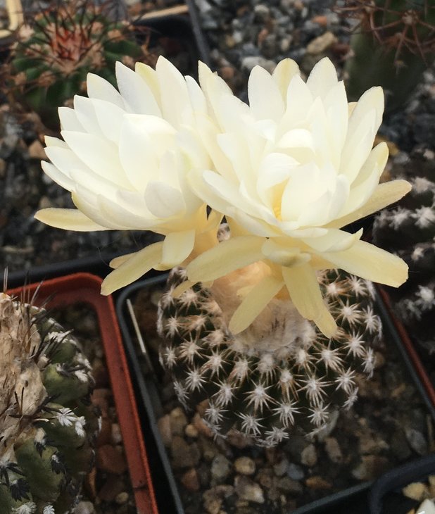 Discocactus buenekeri x horstii