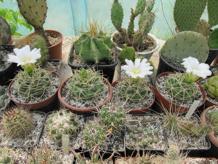 Gymnocalycium monvillei var. steineri LF 95a