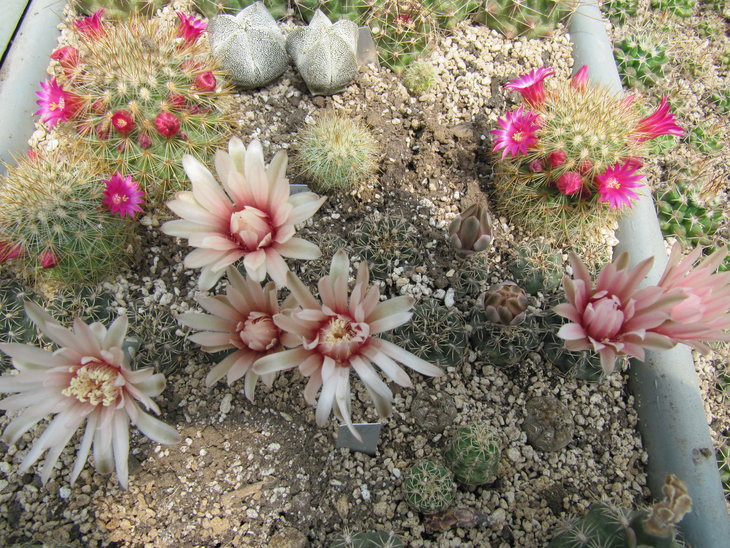 Gymnocalycium erinaceum WP 89-108/143