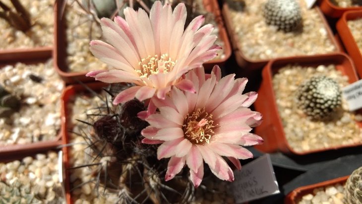 Neochilenia cachytayensis