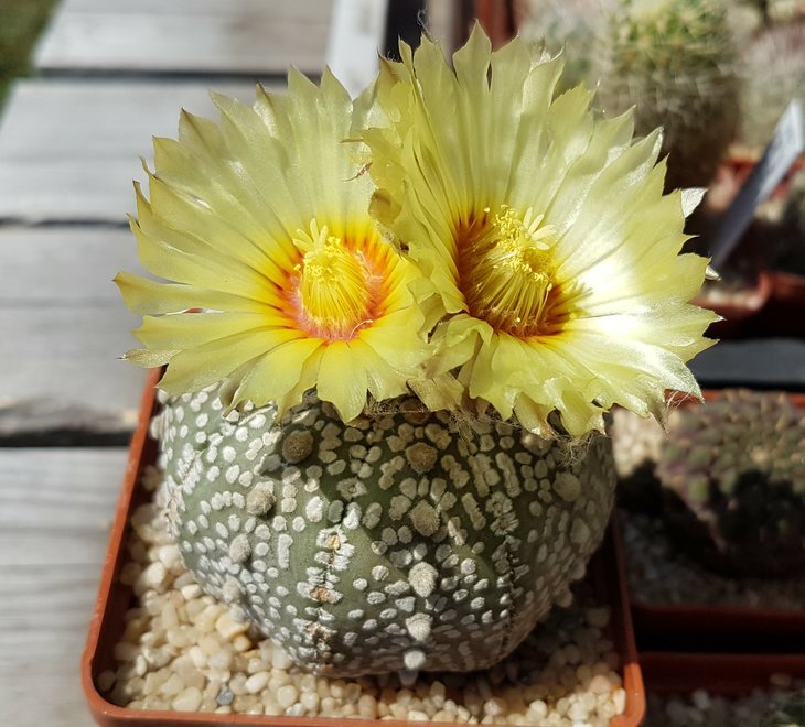 A. asterias