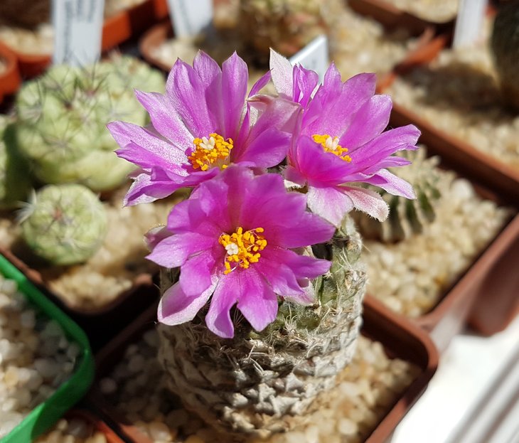 Pelecyphora strobiliformis