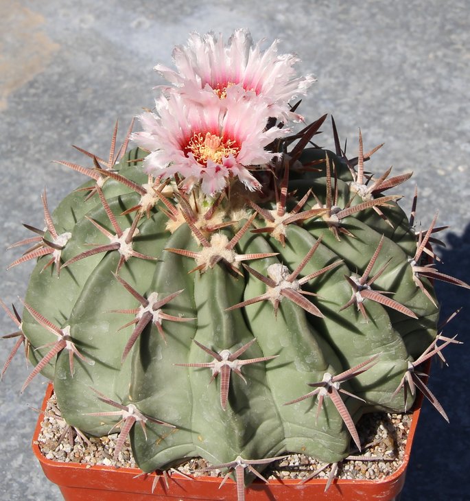 Echinocactus texensis