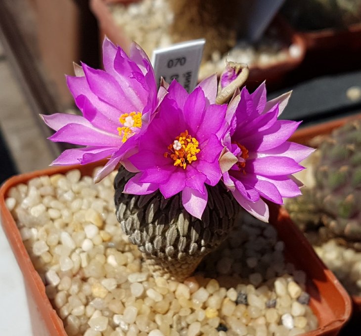 Pelecyphora asseliformis