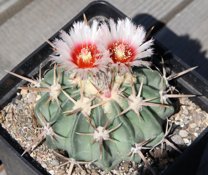 Echinocactus texensis