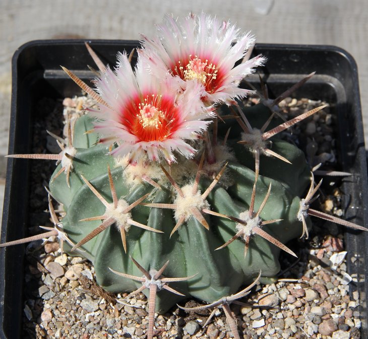 Echinocactus texensis