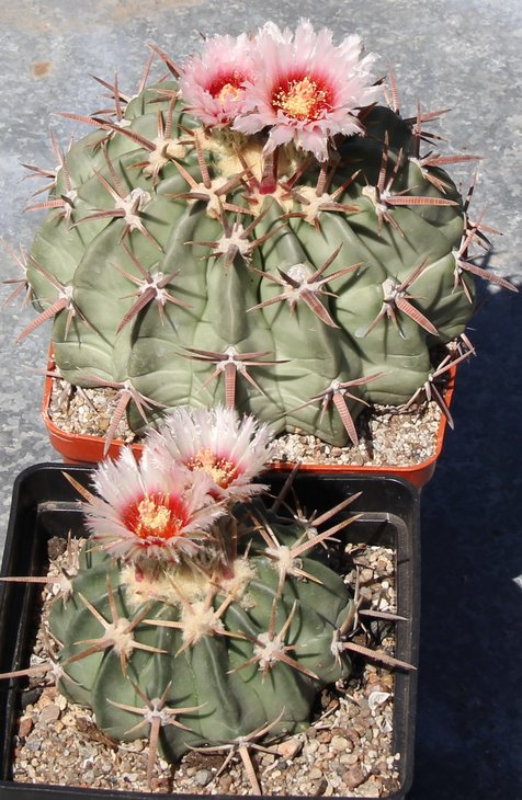 Echinocactus texensis