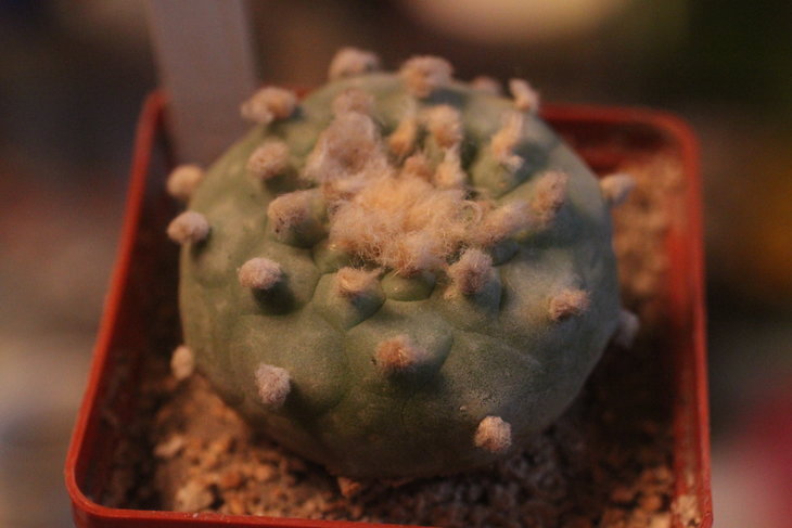 Lophophora diffusa v. kubesae JJH0010892, октябрь 2015