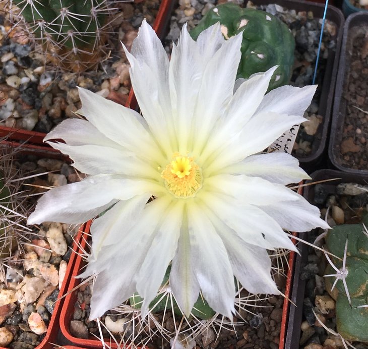 Thelocactus bicolor v. albiflorus