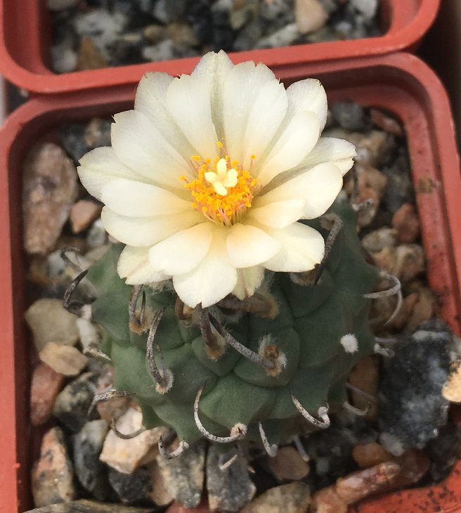 Turbinicarpus schwarzii
