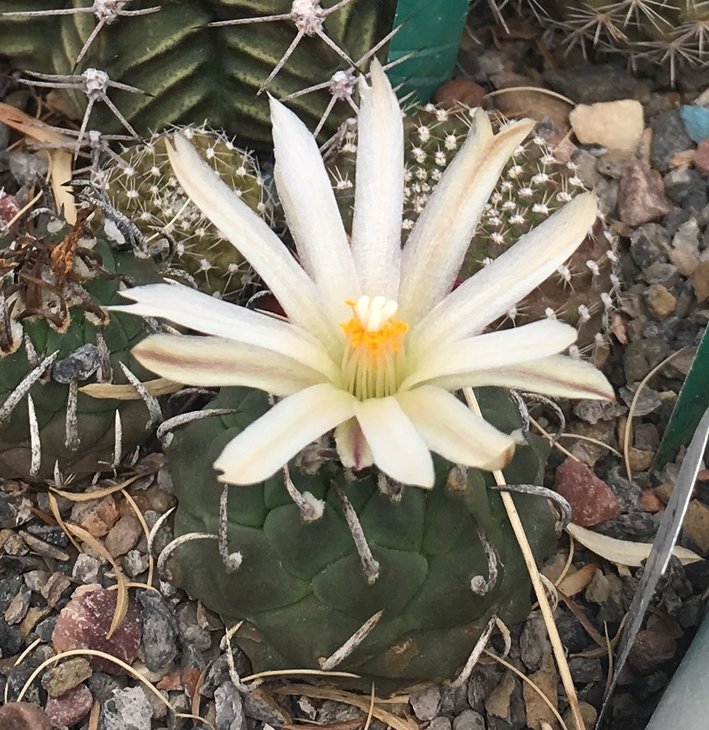 Turbinicarpus klinkerianus