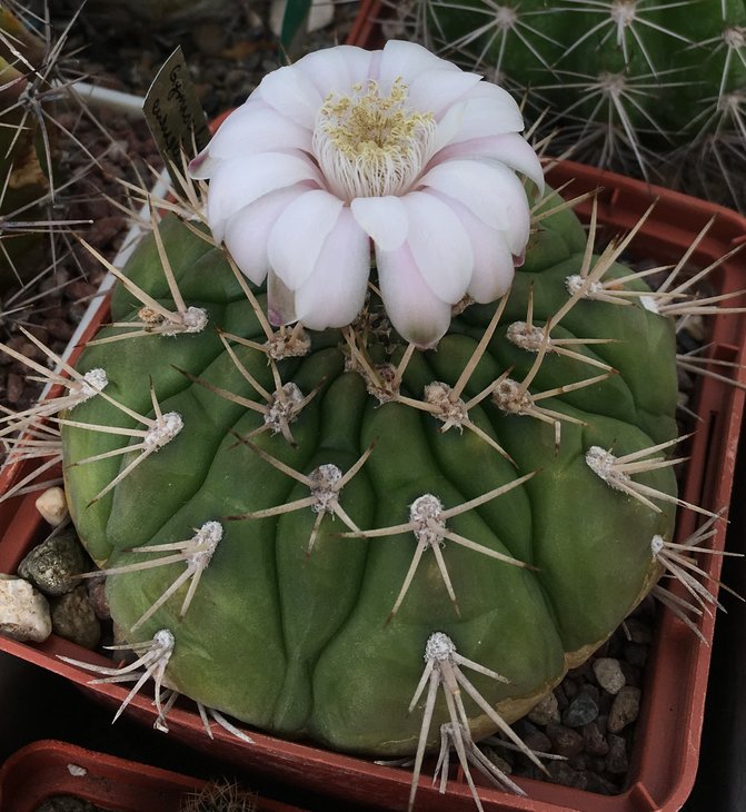 Gymnocalycium eurypleurum