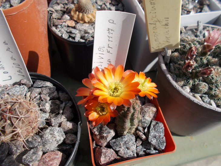Mediolobivia torquata FR 1117.JPG