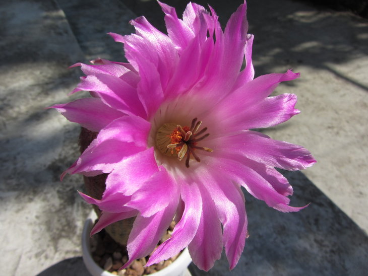 Echinocereus rigidissimus
