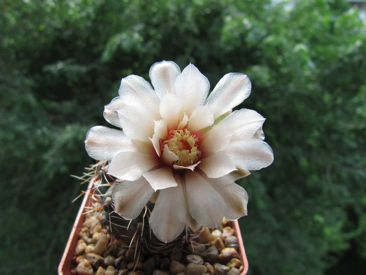 Gymnocalycium erinaceum JL 40.jpg