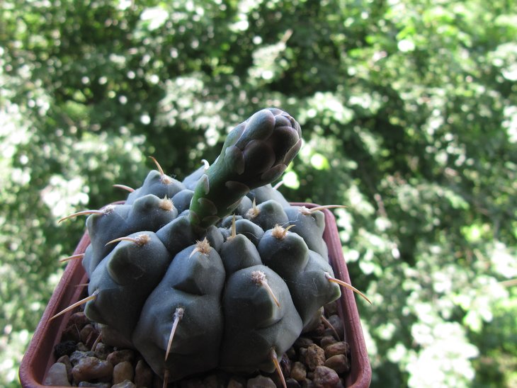 Gymnocalycium vatteri.jpg