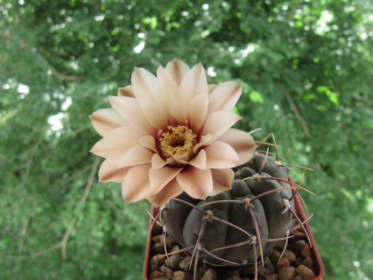 Gymnocalycium striglianum.jpg