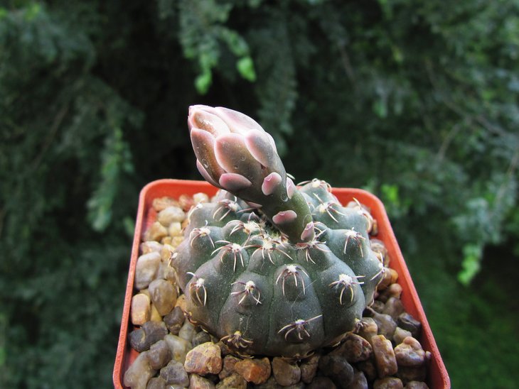Gymnocalycium stellatum var. kleinianum.jpg