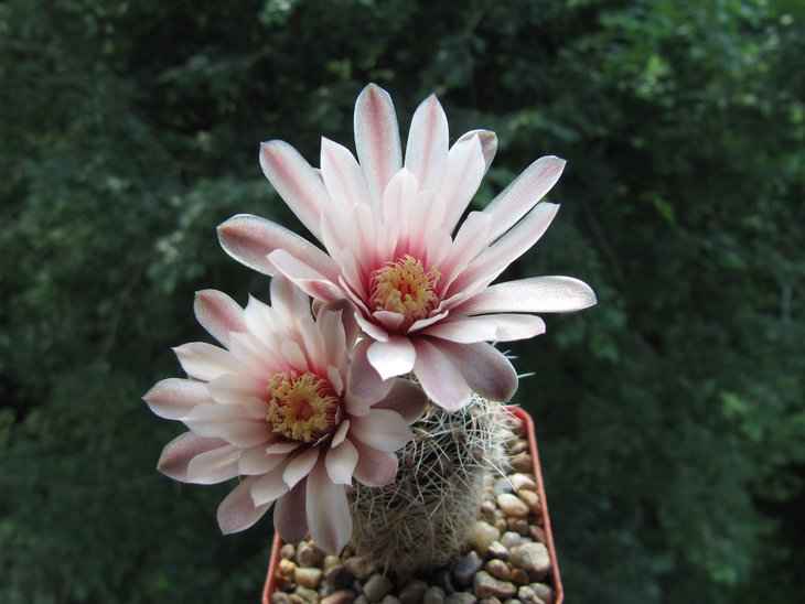 Gymnocalycium papschii JS 157(gertii).jpg