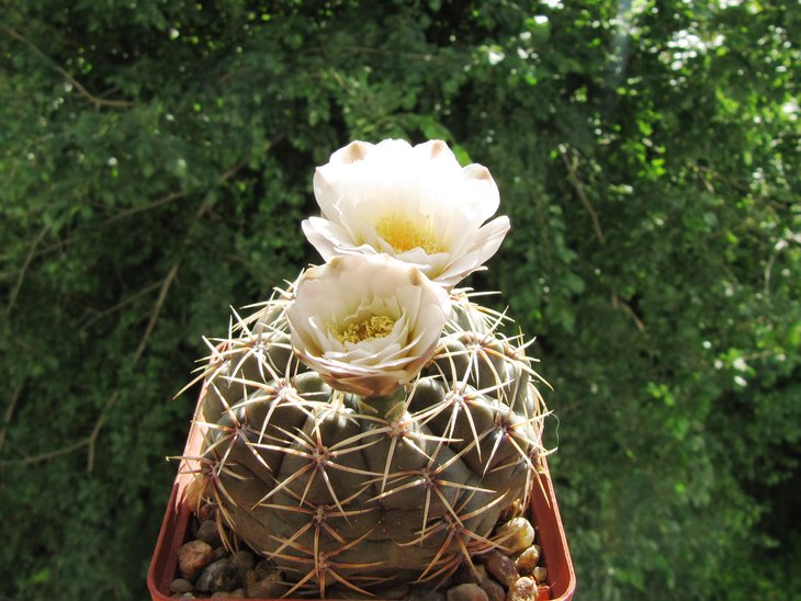 Gymnocalycium paraguayense.jpg