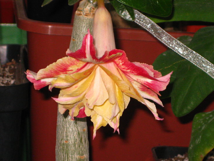 IMG_1834.JPG