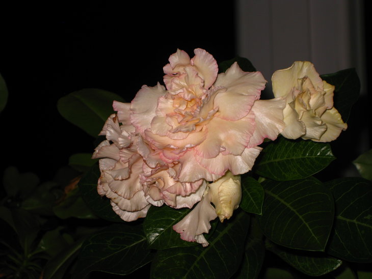IMG_2104.JPG