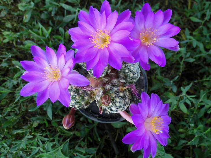 Mammillaria haudeana L 777