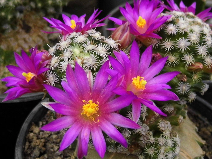Mammillaria hernandezii
