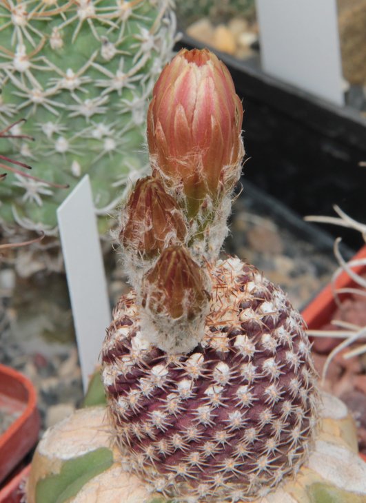 Neocilenia sp.
