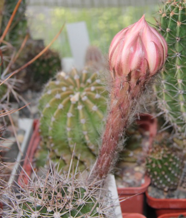 Echinopsis hb. 604