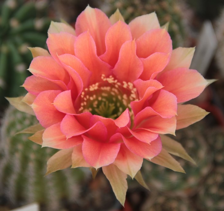 Echinopsis hb. Wessner 15-2006